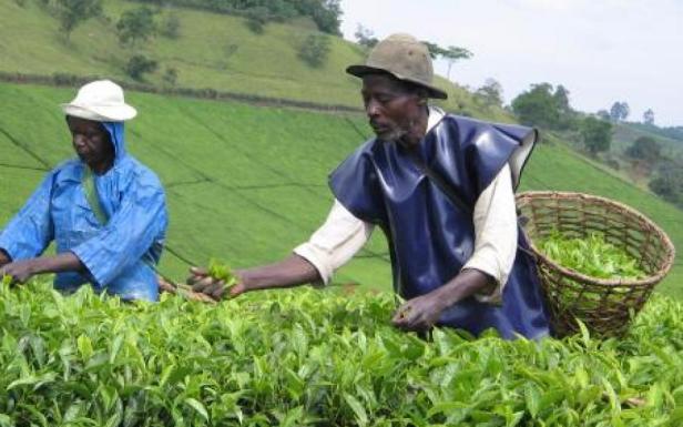 uganda tea growers