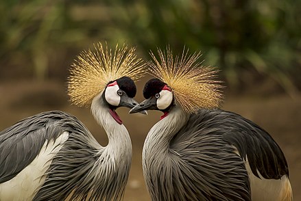 Crested Cranes On Journey To Extinction Due To Environmental Degradation