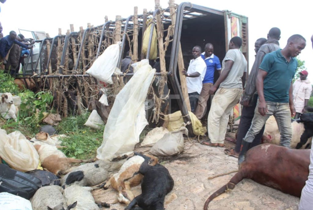 Cattle Traders Involved In Accident In Sembabule District